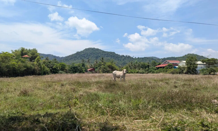 Eine weiße Kuh steht auf einer Wiese und im Hintergrund sieht man mit Wald bewachsene niedrige Berge.