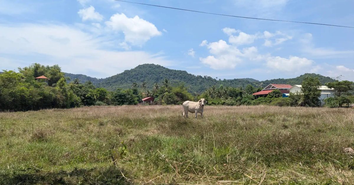 Eine weiße Kuh steht auf einer Wiese und im Hintergrund sieht man mit Wald bewachsene niedrige Berge.