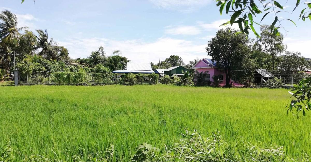 Ein grünes Reisfeld und einige Häuser in Kep.