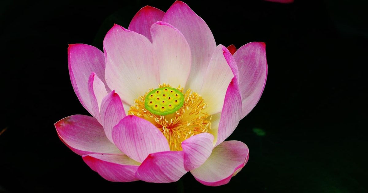 Eine Lotusblüte, im Buddhismus das zentrale Symbol für Reinheit, Erleuchtung und spirituelles Erwachen.